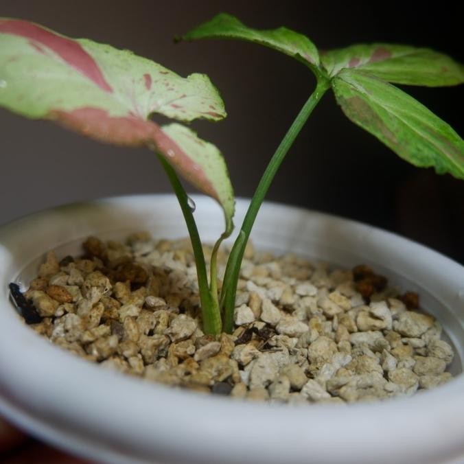 [Promo] Syngonium Strawberry Milk Mutasi