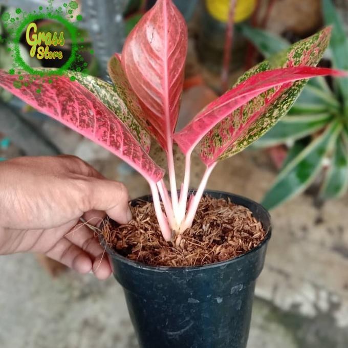 [Promo] Tanaman Hias Aglaonema Tiara - Aglonema Tiara