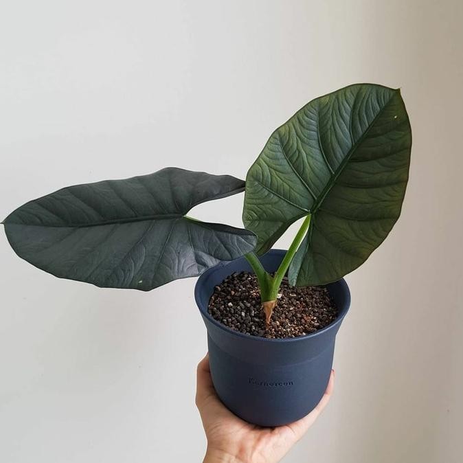 [New] Tanaman Hias Alocasia Reginae / Alocasia / Reginae