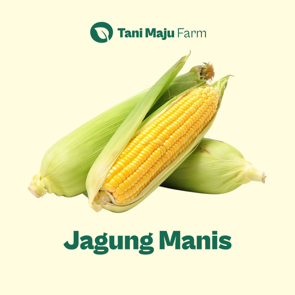 

Jagung Manis Sweet Corn Fresh Organik (500 gram) - Sayuran