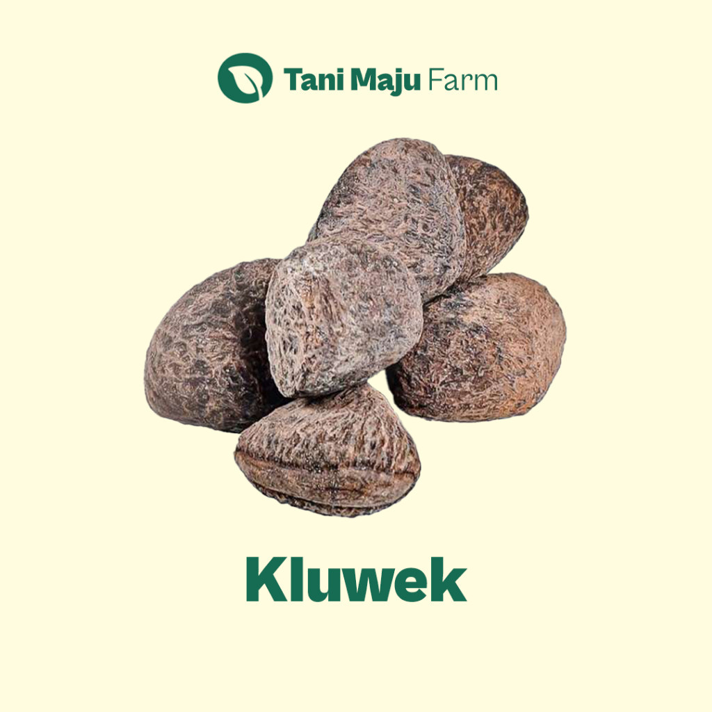 

Kluwek Kluwak Kepayang Picung Fresh Organik (100 gram) - Rempah