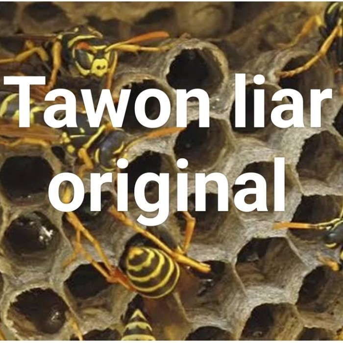 

Ready Link pembelian sarang tawon