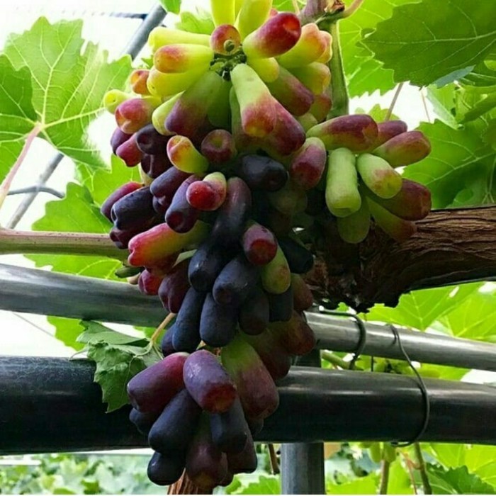 PAKET 4 BIBIT ANGGUR IMPORT