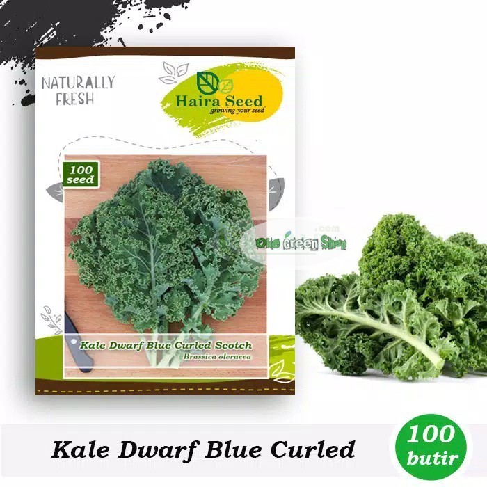 SALE BENIH BIBIT KALE KERITING DWARF BLUE HIDROPONIK/HOME GARDEN/INDUSTRI
