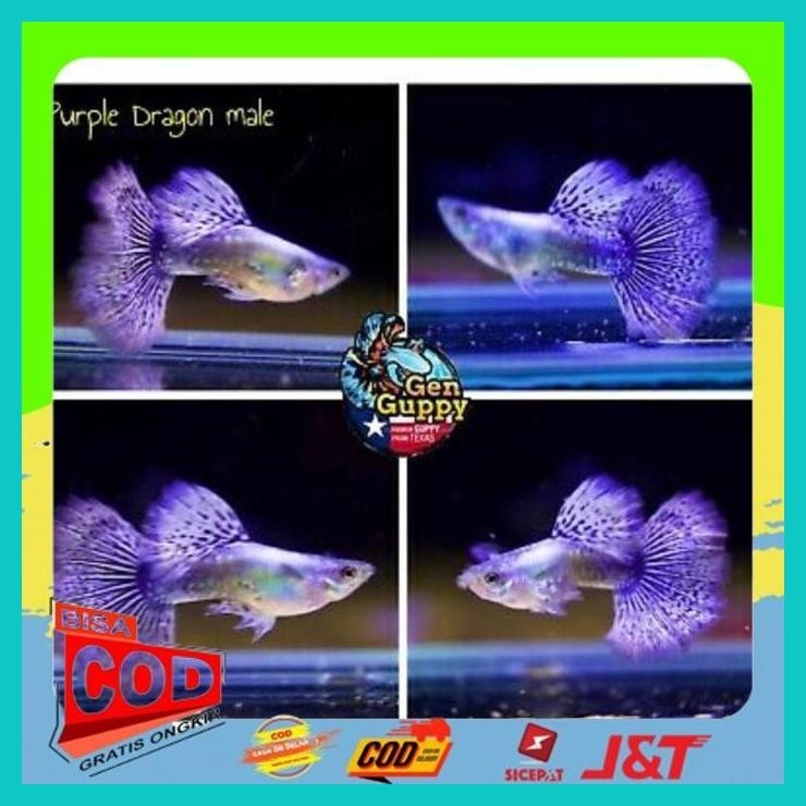 IKAN GUPPY PURPLE DRAGON INSTAN/SAMDAY ALISUP