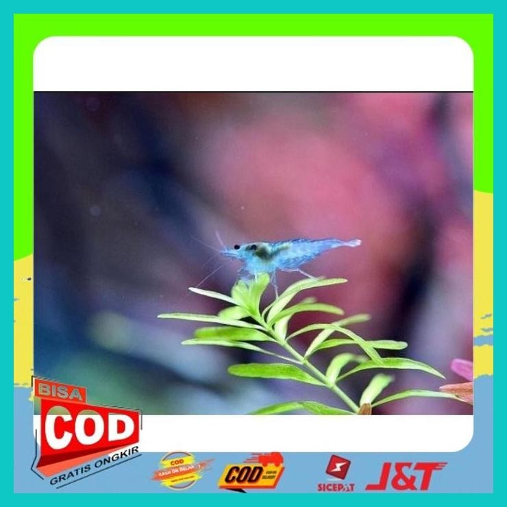 

UDANG HIAS BLUE JELLY ALISUP
