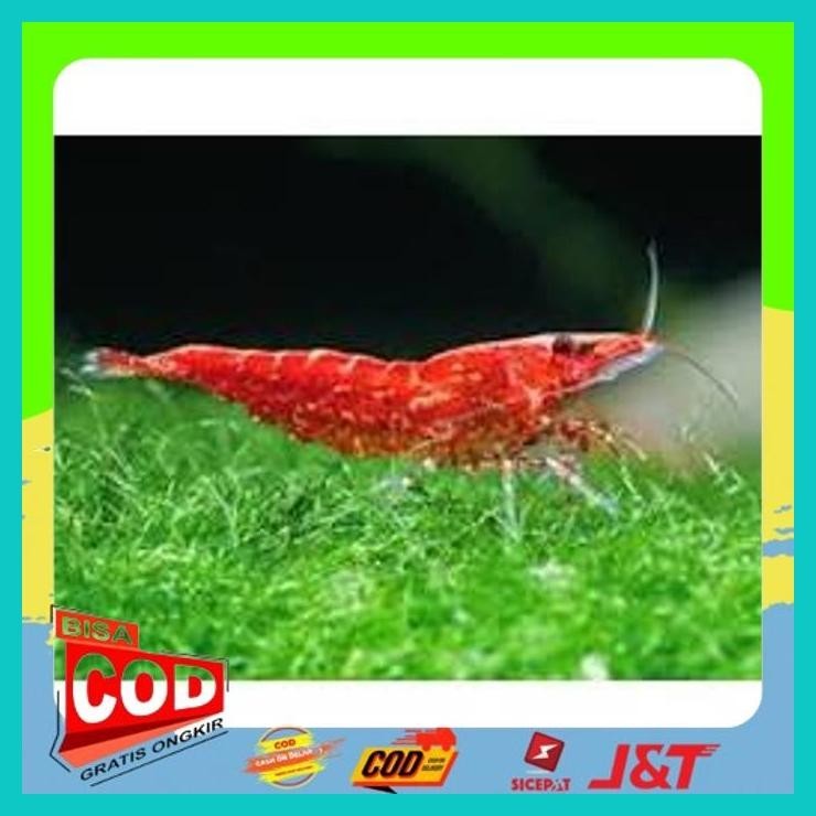 

UDANG HIAS RED CHERRY ALISUP