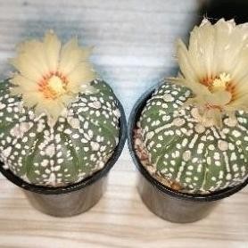 Kaktus Astro Astrophytum Asterias Kabuto Nudum Besar