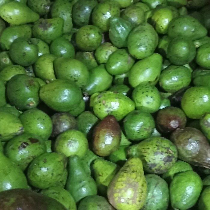 

ALPUKET MENTEGA BUAH KEDAI SEGAR - S