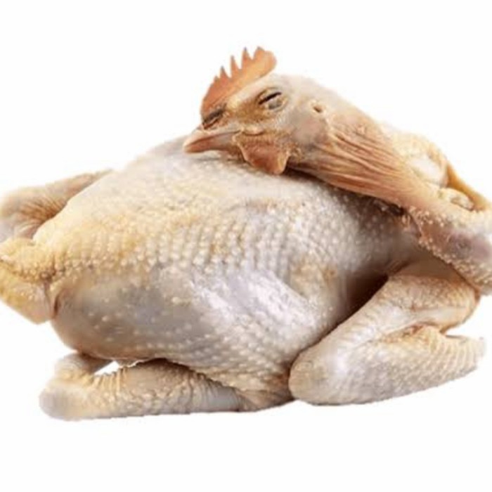 

AYAM KAMPUNG FRESH PER EKOR - sedang