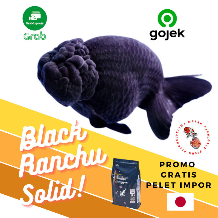 MAS KOKI BLACK RANCHU GOSONG LINE THAILAND SIZE 9-10 DIJAMIN HITAM PKT