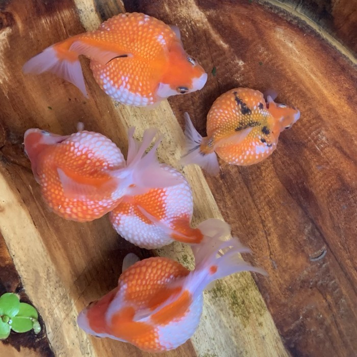 IKAN HIAS MAS KOKI GOLDFISH MUTIARA TIKUS TELUR AYAM DEMANGELFOOD