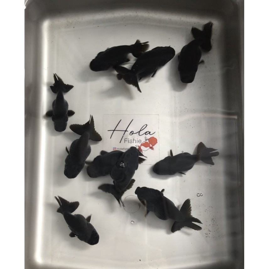 Ready RANCHU HITAM RANCHU BLACK SOLID GOLDFISH / IKAN MAS KOKI ORANDA