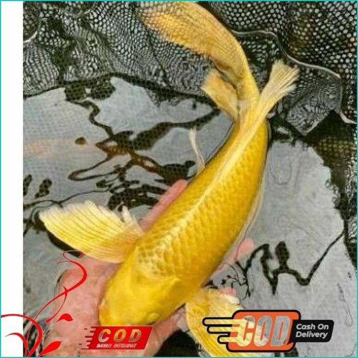 

BISMILLAH KOI OGON SLAYER BERKUALITAS GRADE A+ UKURAN 20-30CM ALISUP