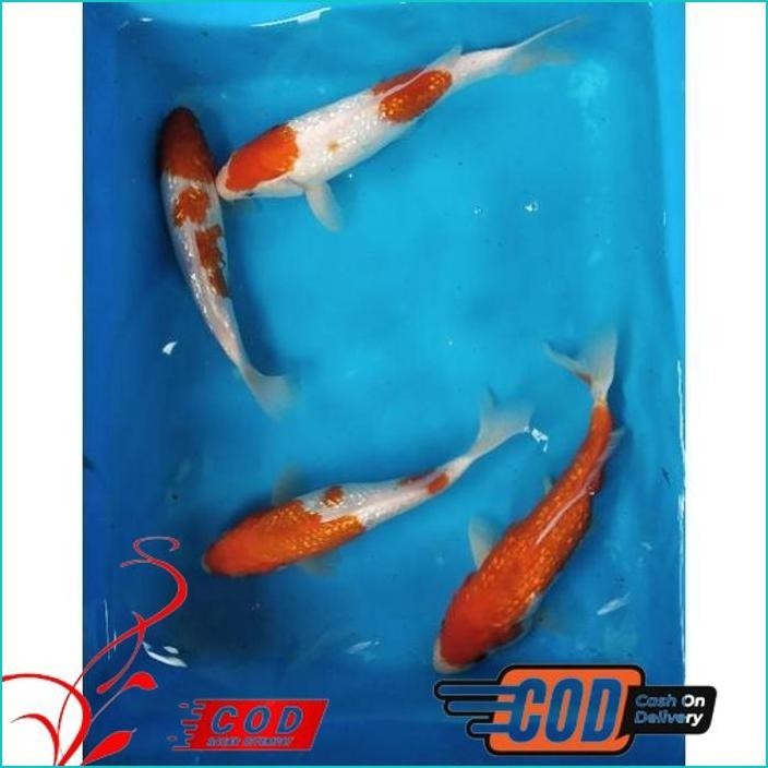 BISMILLAH IKAN KOI KOHAKU GINRIN SIZE 20-22 ALISUP