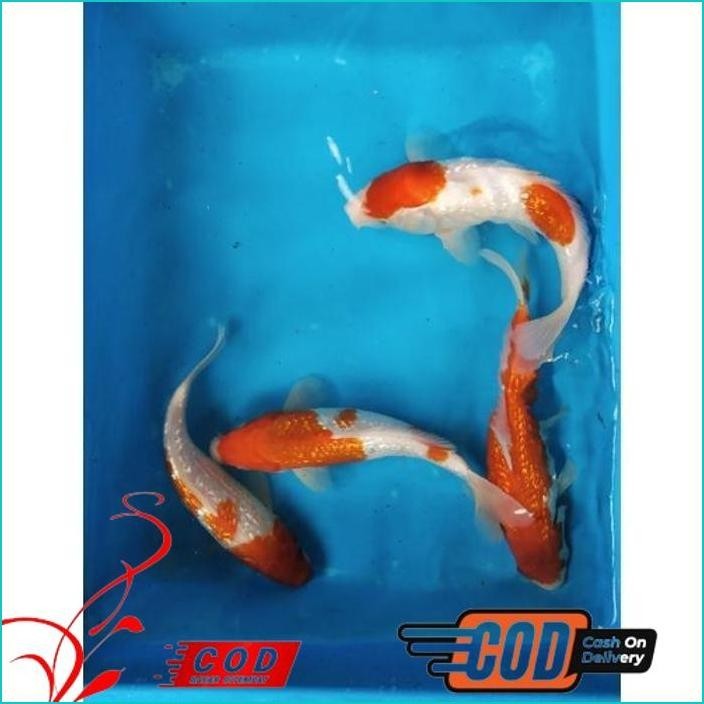 BISMILLAH IKAN KOI KOHAKU GINRIN SIZE 20-22 ALISUP