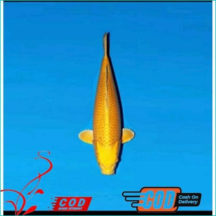 

BISMILLAH PAKET 3 EKOR KOI SLAYER GRADE A UKURAN 15-20CM ALISUP