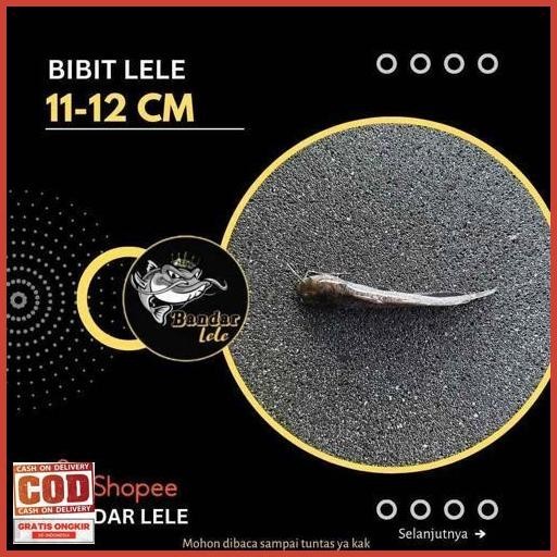 Tarbaru Bibit Lele Uk. 11-12Cm Sangkuriang Terbaik Murah Stock Terbatas