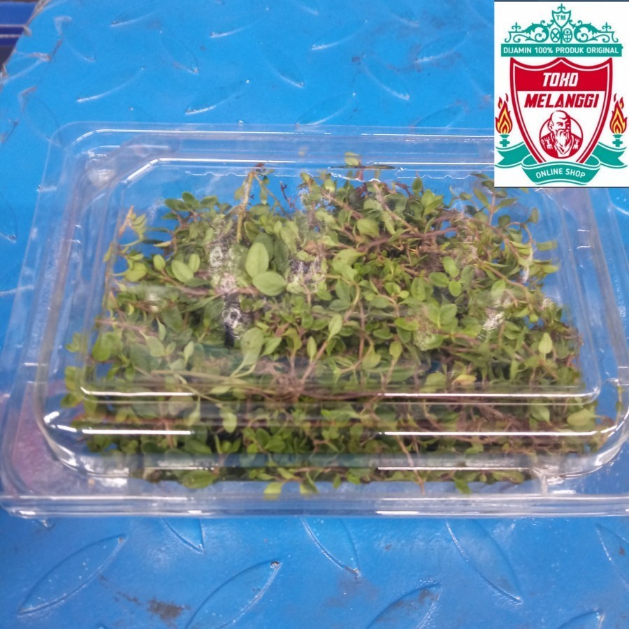 

Thyme Leaves Fresh 1 Pack | Daun Thyme Segar 1pack