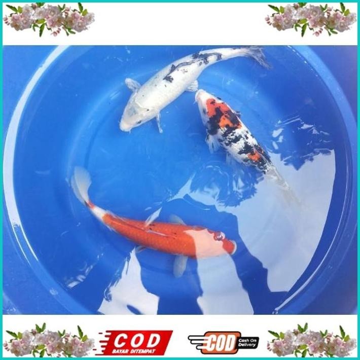 BISMILLAH IKAN KOI 30CM GRADE A WARNA PILIHAN ALISUP