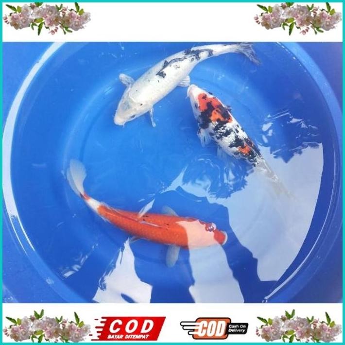 BISMILLAH IKAN KOI 30CM GRADE A WARNA PILIHAN ALISUP