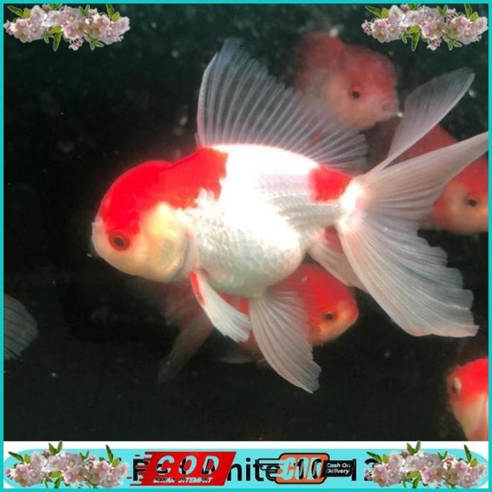 BISMILLAH IKAN MAS KOKI ORANDA 10-12 CM / GOLDFISH ALISUP
