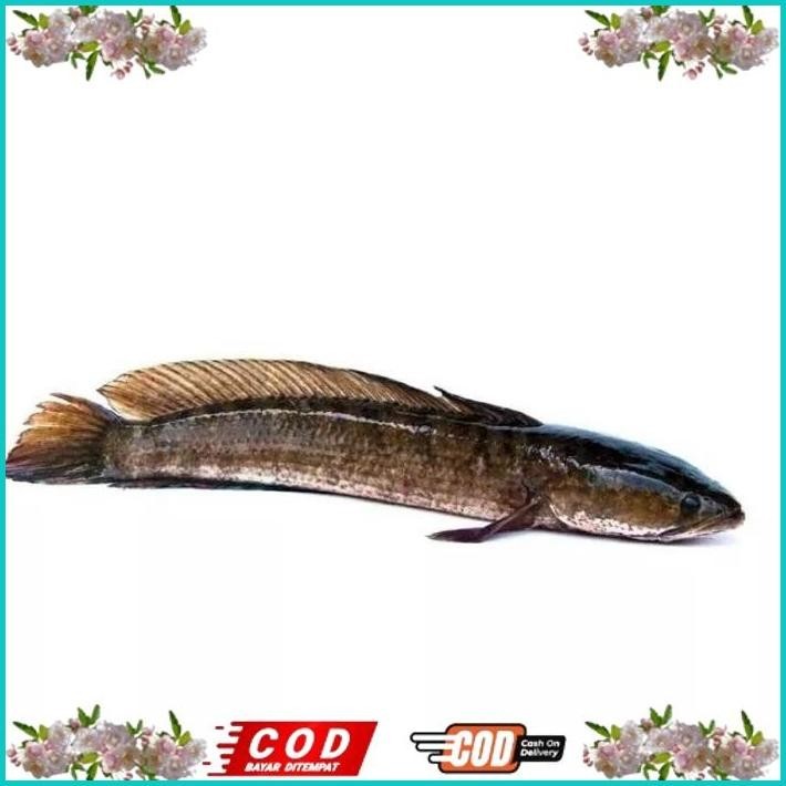 

BISMILLAH IKAN GABUS / IKAN KUTUK HIDUP SEGAR (READY SETIAP HARI) ALISUP