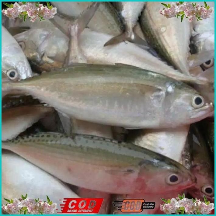 

BISMILLAH IKAN KEMBUNG SEGAR KILOAN ALISUP