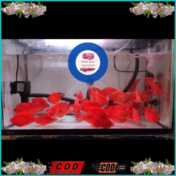BISMILLAH IKAN RED BLUE PARROT TAIL  & NO TAIL / IKAN PARROT MERAH / BLOOD RED PARROT FISH / IKAN PA