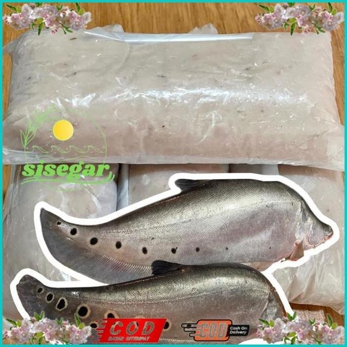 

BISMILLAH IKAN BELIDA SUNGAI GILING / IWAK BELIDO / IWAK KUTAK ALISUP