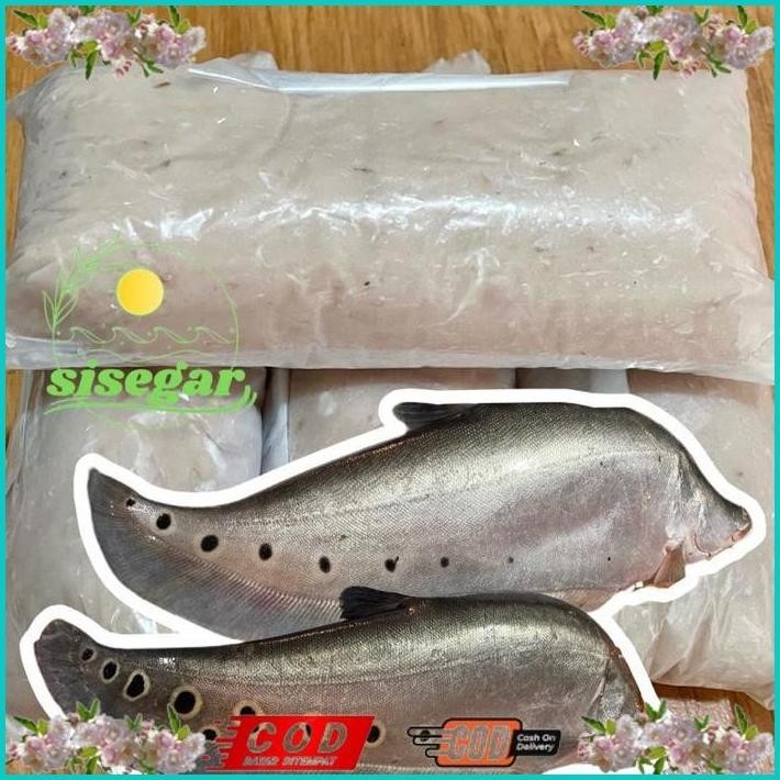 

BISMILLAH IKAN BELIDA SUNGAI GILING / IWAK BELIDO / IWAK KUTAK ALISUP