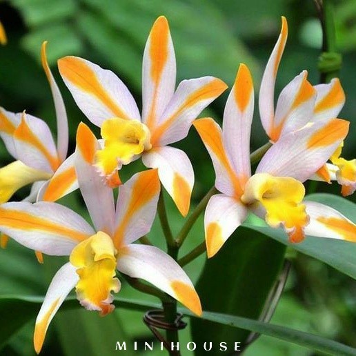 BENIH BIBIT BIJI ANGGREK / BUNGA ANGGREK IMPORT