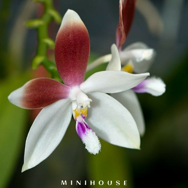 BENIH BIBIT BIJI ANGGREK / BUNGA ANGGREK IMPORT