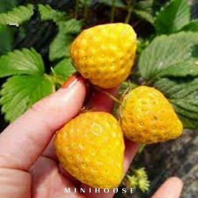 BENIH BIBIT BIJI STRAWBERRY KUNING IMPORT
