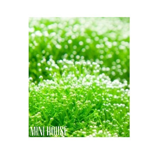 BIJI / BENIH / BIBIT TANAMAN AIR / TANAM AQUARIUM IMPORT