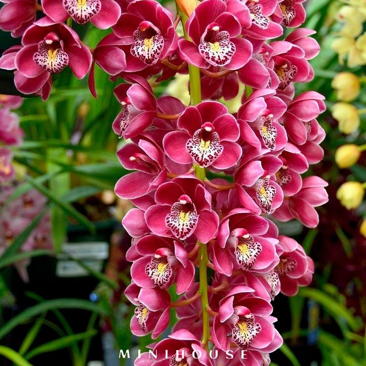 BENIH BIBIT BIJI ANGGREK / BUNGA ANGGREK IMPORT