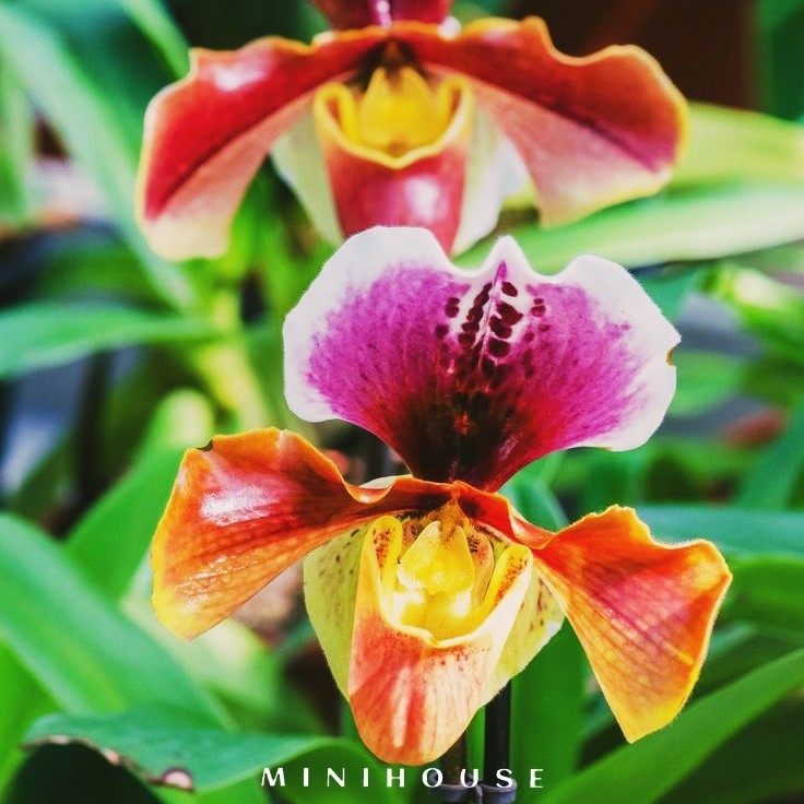 BENIH BIBIT BIJI ANGGREK /ANGGREK BULAN CODE 106