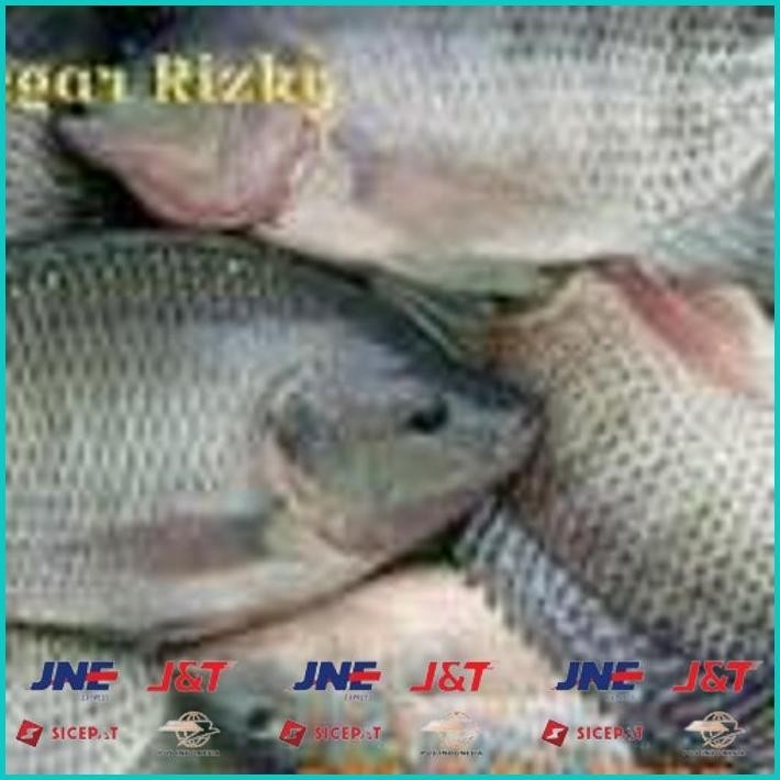 

BISMILLAH IKAN NILA 1KG ALISUP