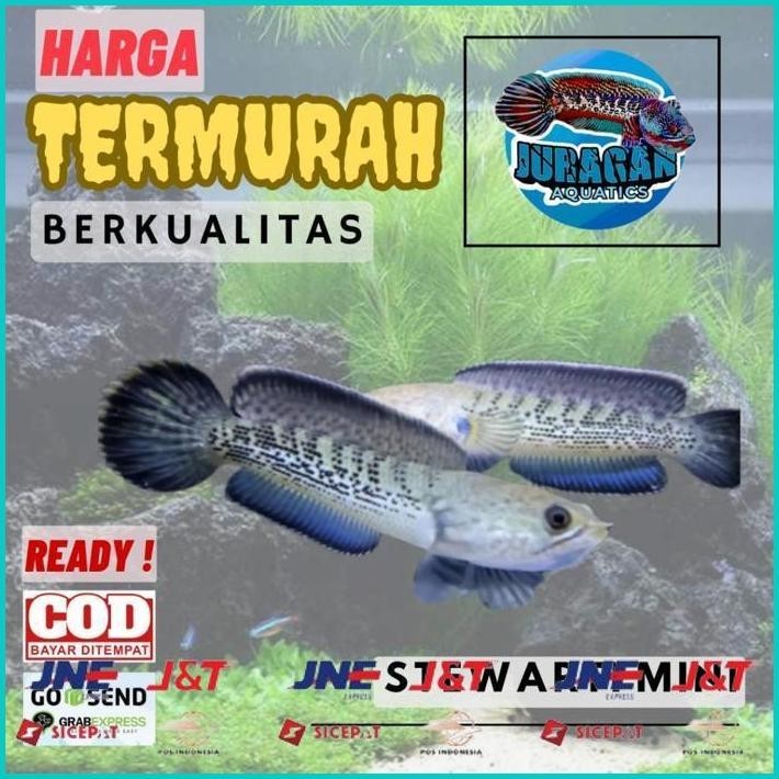BISMILLAH CHANNA STEWARTI KARBIALONG 6 7 10 15CM CHANA GRADE A+++ FULL DOT GALAK TERMURAH SE INDONES