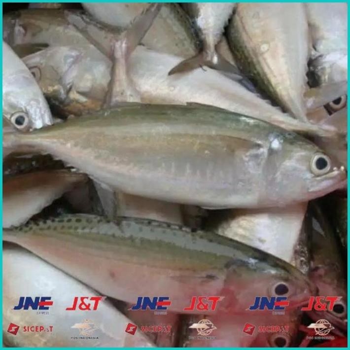 

BISMILLAH IKAN KEMBUNG SEGAR KILOAN ALISUP