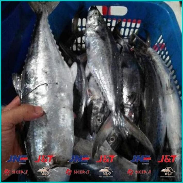

BISMILLAH DAGING MERAH IKAN TENGGIRI ALISUP