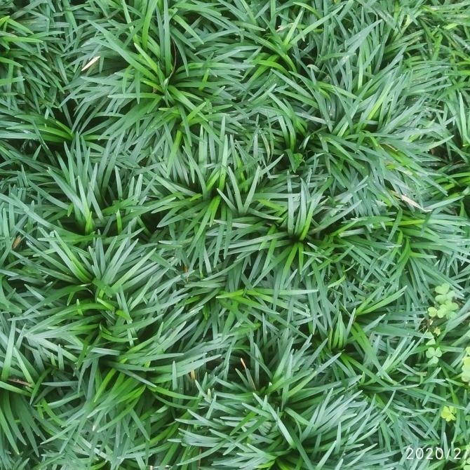 

PEROMO 1000 tanaman rumput kucai mini - tanaman kucai mini - kucai min SM88