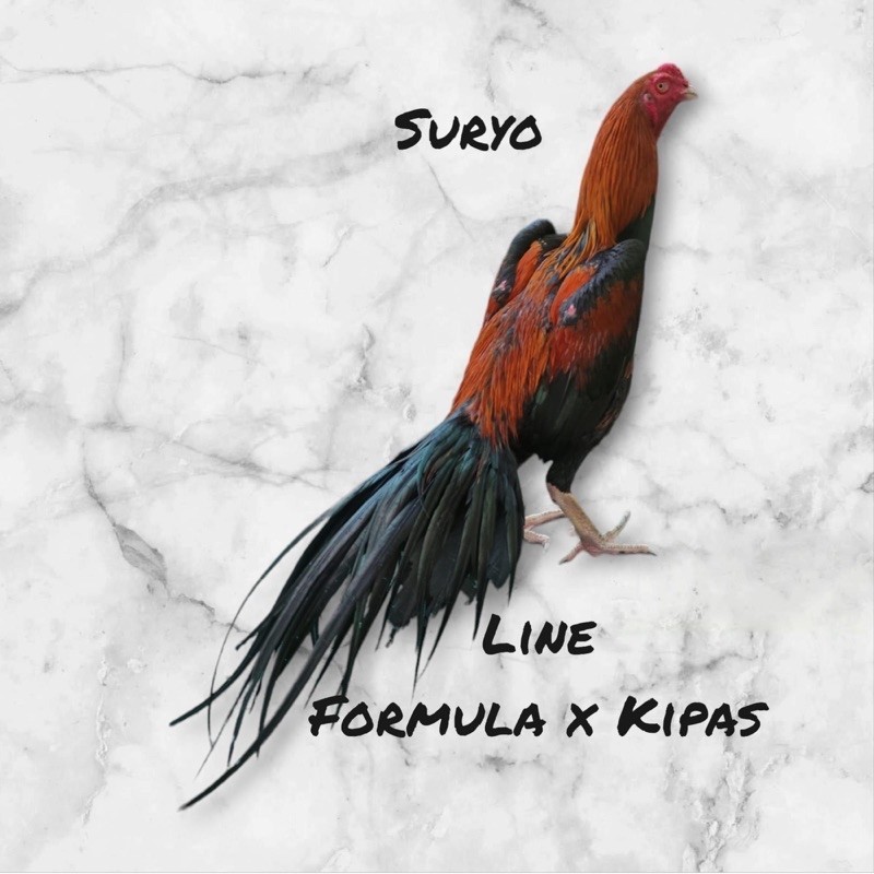 TELUR AYAM BANGKOK EKOR LIDI SUPER UNTUK DI TETASKAN