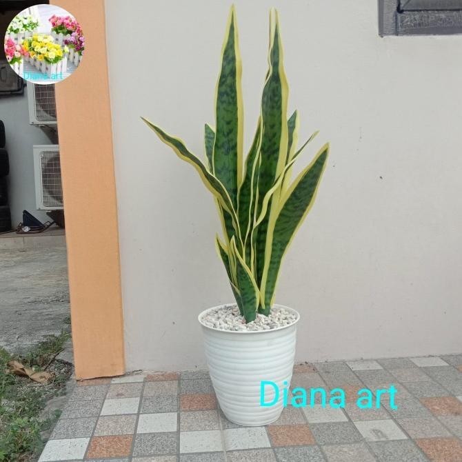tanaman lidah mertua palsu#lidah mertua latex#lidah mertua artificial#