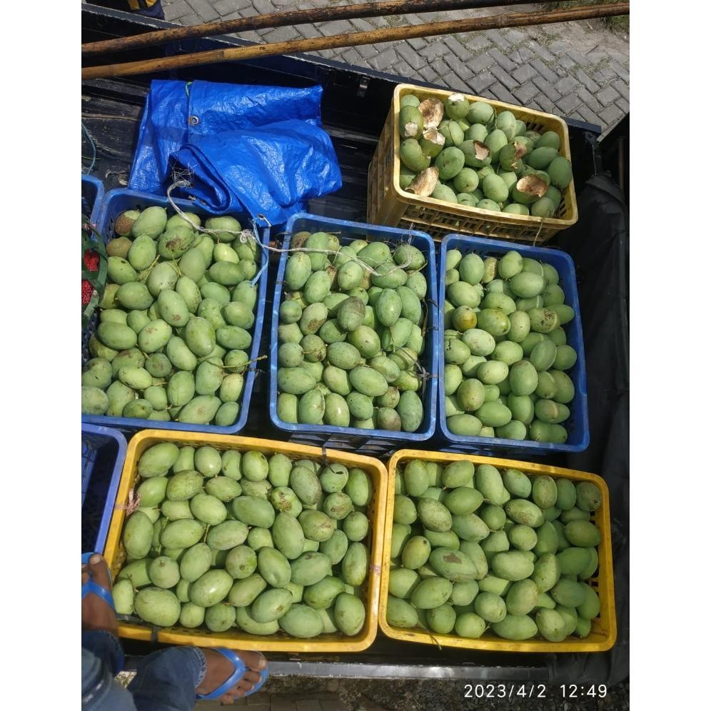 

ad-77 mangga muda jenis gadung/ harum manis kondisi muda 1kg Premium