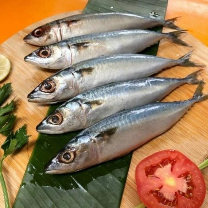 

IKAN SALEM SEGAR FRESH