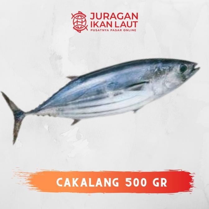 

Ikan Tongkol Cakalang Segar Berkualitas - 500 Gram