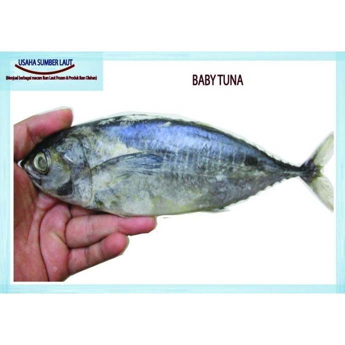 

BABY TUNA/ IKAN BABY TUNA SEGAR FROZEN BERKUALITAS TERMURAH 1 Kg