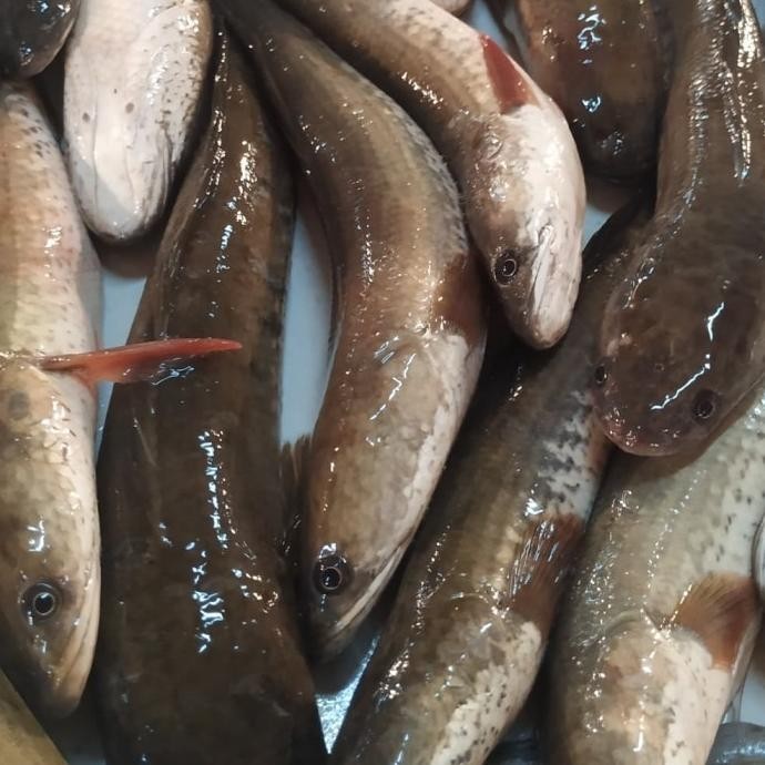 

IKAN GABUS SEGAR 500gr