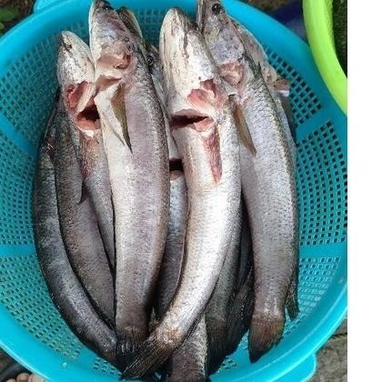 

IKAN GABUS SEGAR 500 GRAM